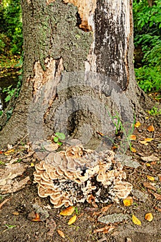 Hen of the Woods at base of tree