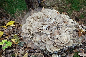 Hen of the Woods fungi