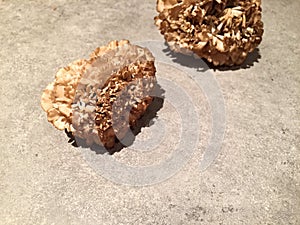 Hen of the woods (maitake) mushrooms on kitchen countertop