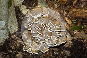 Hen of the woods mushroom in Chester, Connecticut