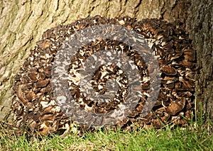 Hen of the Woods Mushrooms, Grifola frondosa, growing at the base of a large Oak Tree.