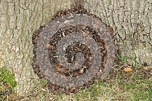 Hen of the Woods Mushrooms, Grifola frondosa, growing at the base of a large Oak Tree.