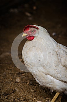 Hen on a yard in the dark