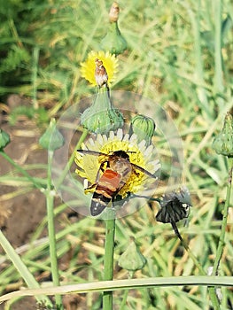 Henay bee in flowers feed to so beautiful wark in henay bee