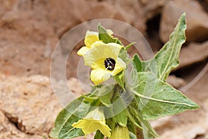 Henbane , Hyoscyamus flower , flora Iran