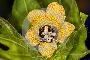 Henbane, medieval medicine plant