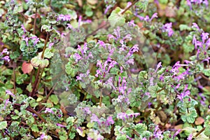 Henbit flowers