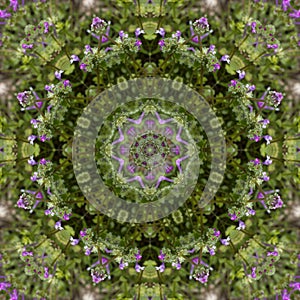 Henbit Deadnettle Lamium amplexicaule Kaleidoscope