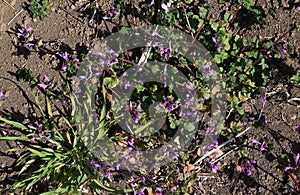 Henbit flowers. Lamiaceae annual plants.