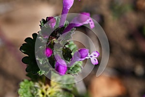 Henbit flowers. Lamiaceae annual plants.