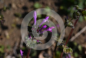 Henbit flowers. Lamiaceae annual plants.