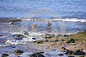 Hendaye France ducks on the beach on a summer day