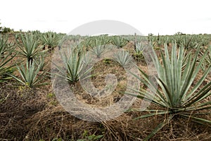 Henequen field in Hacienda Sotuta de Peon