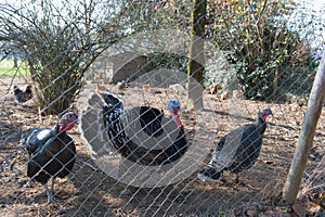 Henhouse with turkeys and chickens photo