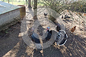Henhouse with turkeys and chickens photo