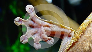 Henkel\'s leaf-tailed gecko (Uroplatus henkeli