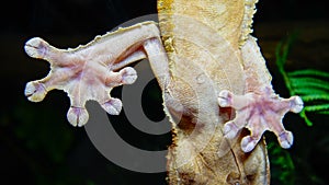 Henkel\'s leaf-tailed gecko (Uroplatus henkeli