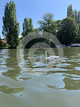 Henley on Thames UK with swan