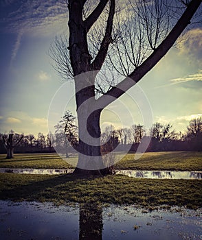 Henley tree river reflections shadows sky clouds