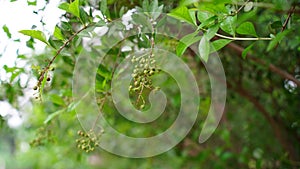 Henna, Alcana, Cypress shrub, Egyptian Rivet, Henna Tree view. New budding plant mainly uses in medicinal purpose and hair dye.