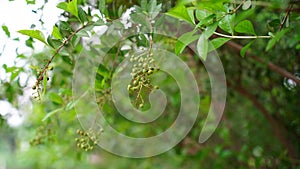 Henna, Alcana, Cypress shrub, Egyptian Rivet, Henna Tree view. New budding plant mainly uses in medicinal purpose and hair dye.