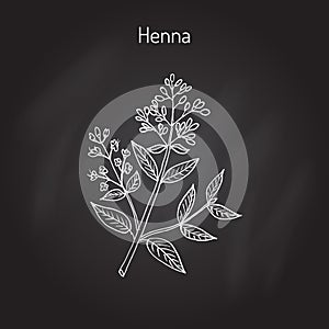 Henna or hina