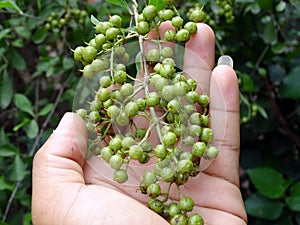 Henna Lawsonia inermis Bunch of young green seeds and fruits at end branch.  Used as herbal hair.