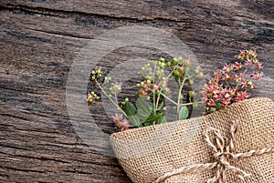 Henna or lawsonia inermis ,flower ,fruits and green leaves on an old wood background.top view,flat lay