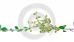 Henna or Lawsonia inermis leaves and fruits, Indian Medicinal herbs isolated on white background