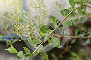 Henna leaves  Lawsonia inermis