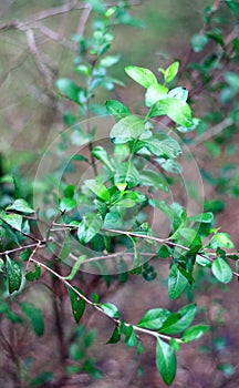 Henna tree or Lawsonia inermis