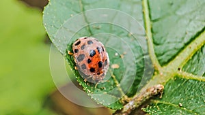 Henosepilachna vigintioctopunctata