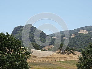 Henry Coe State Park