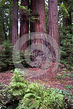 Henry Cowell Redwoods State Park, California