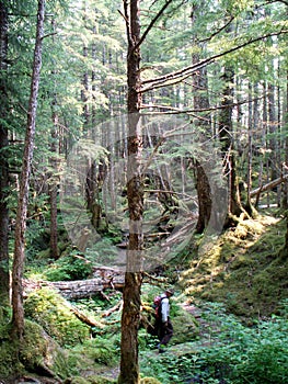 Henry Ridge Trail near Cordova, Alaska