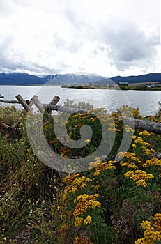 Henry`s Lake - Wildflowers & Fence