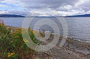 Henry`s Lake - Wildflowers Idaho