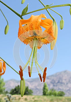 Henry`s lily orange flower with sky and mountain