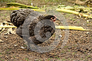 Hens australorp chicken in the backyard.