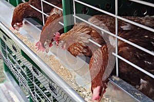 Hens in a cell at a feeding trough