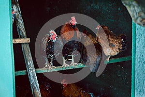 Hens in a chicken coop