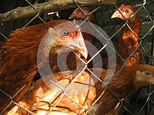 Hens in the chicken coop behind the fence at the farm