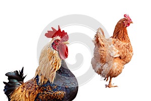 Hens and chicken rooster standing isolated white background
