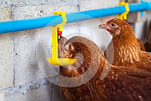 Hens, Chickens drinking water by nipple in Farm.