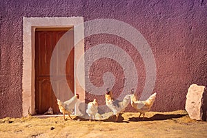 Hens and chickens in front of a rural house in Bolivia photo