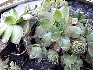 Hens and chicks