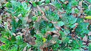 Hens and Chicks