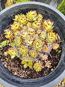 Hens and chicks in a bucket