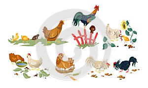 Hens, chicks , cocks on nature eating enjoying life vector illustration