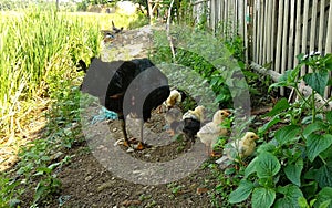 hens with chicks foraging on the edge of rice fields